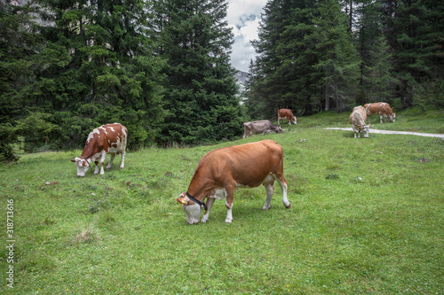Some cows in a pasture in Val Gardena in Italy
