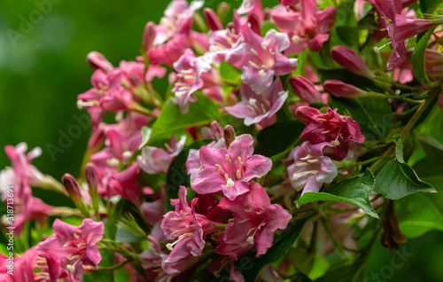 Luxury bush of flowering Weigela hybrida Rosea. Selective focus and close-up beautiful bright pink flowers against the evergreen in the ornamental garden. Nature concept for design