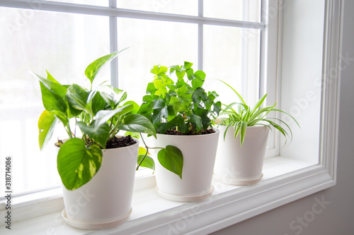 Indoor plants in white pots, ivy and Epipremnum on window