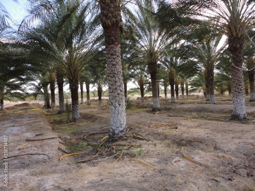 Exotic, tree, date palm, under sun and blue sky, in Biskra, Algeria desert photo