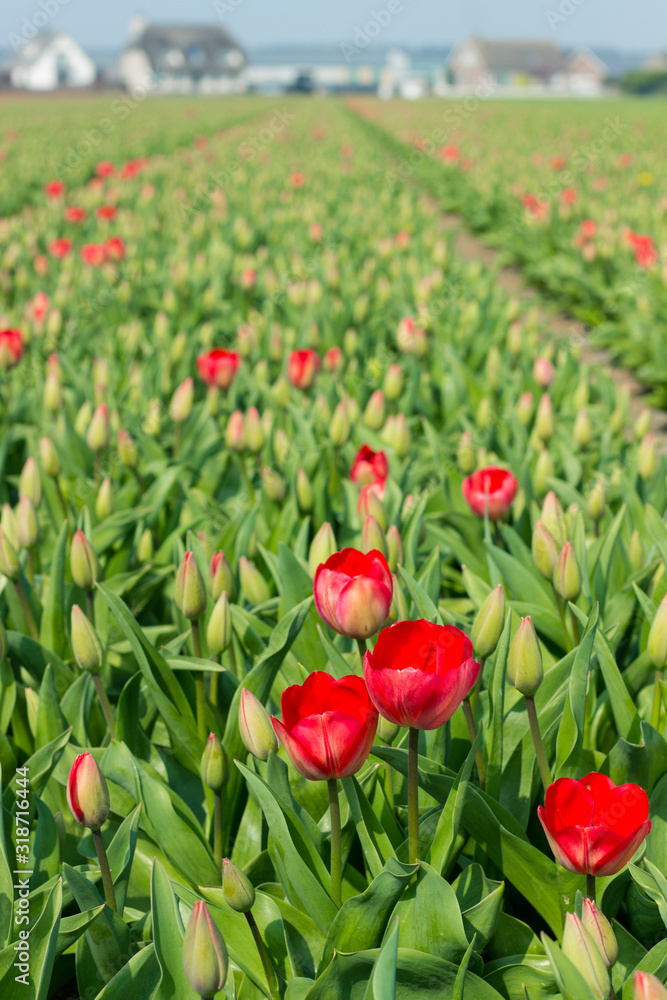 Fototapeta premium Tulip season in Holland