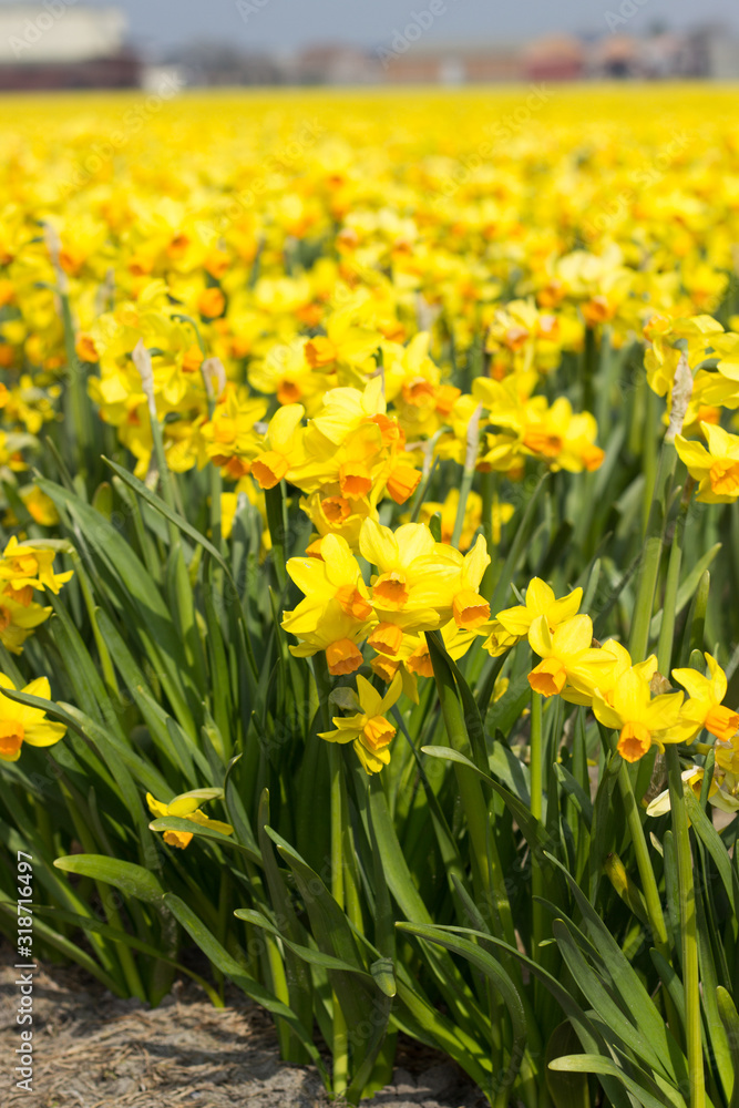 Spring in Holland: fields of yellow natcissus Spring in Holland: fields of yellow natcissus