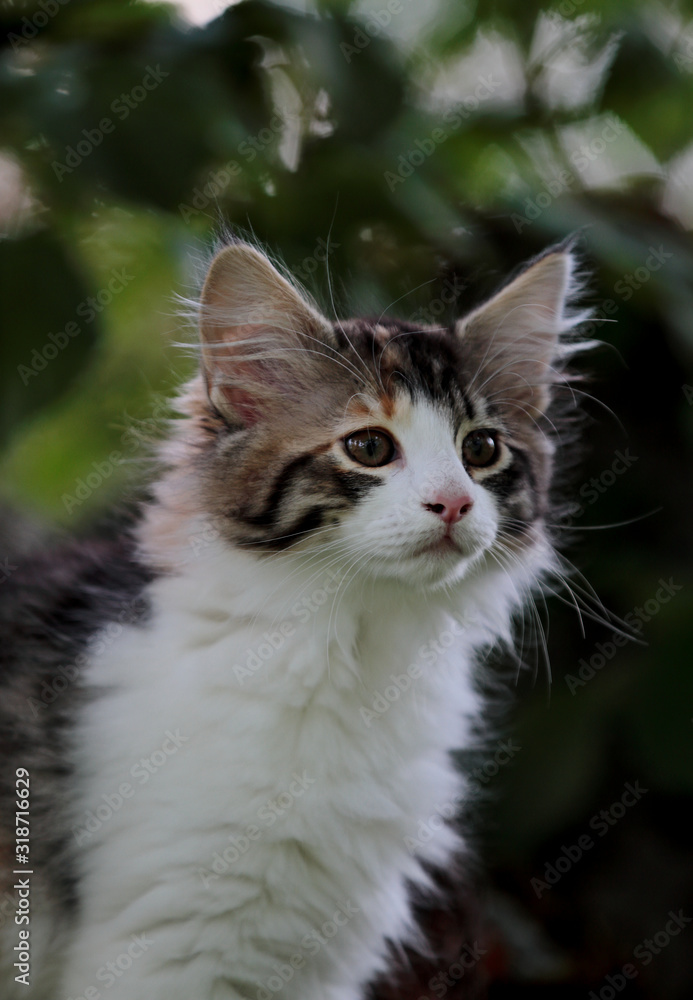 A portrait of a four months old norwegian forest cat female kitten
