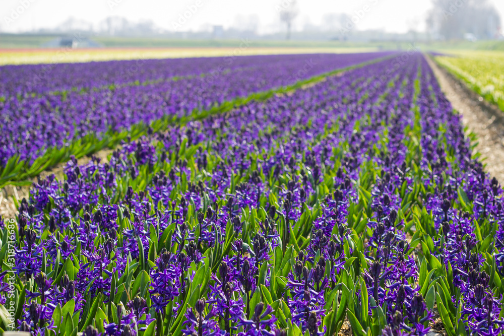 Spring in Holland: field of purple hyacinths