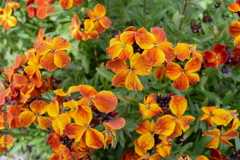 Bright orange flowers Bright orange flowers