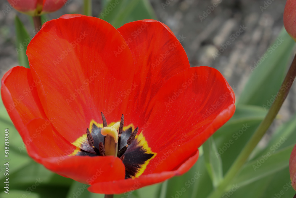 Fototapeta premium Red tulip