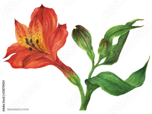 Red alstroemeria branch with blossom flower and buds