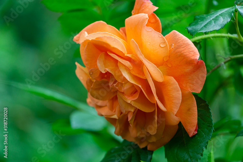 Close-up bright orange beautiful rose Westerland after rain with green leaves background.  Lyric motif for design. Flower rose landscape, fresh wallpaper, nature concept. Place for your text. photo