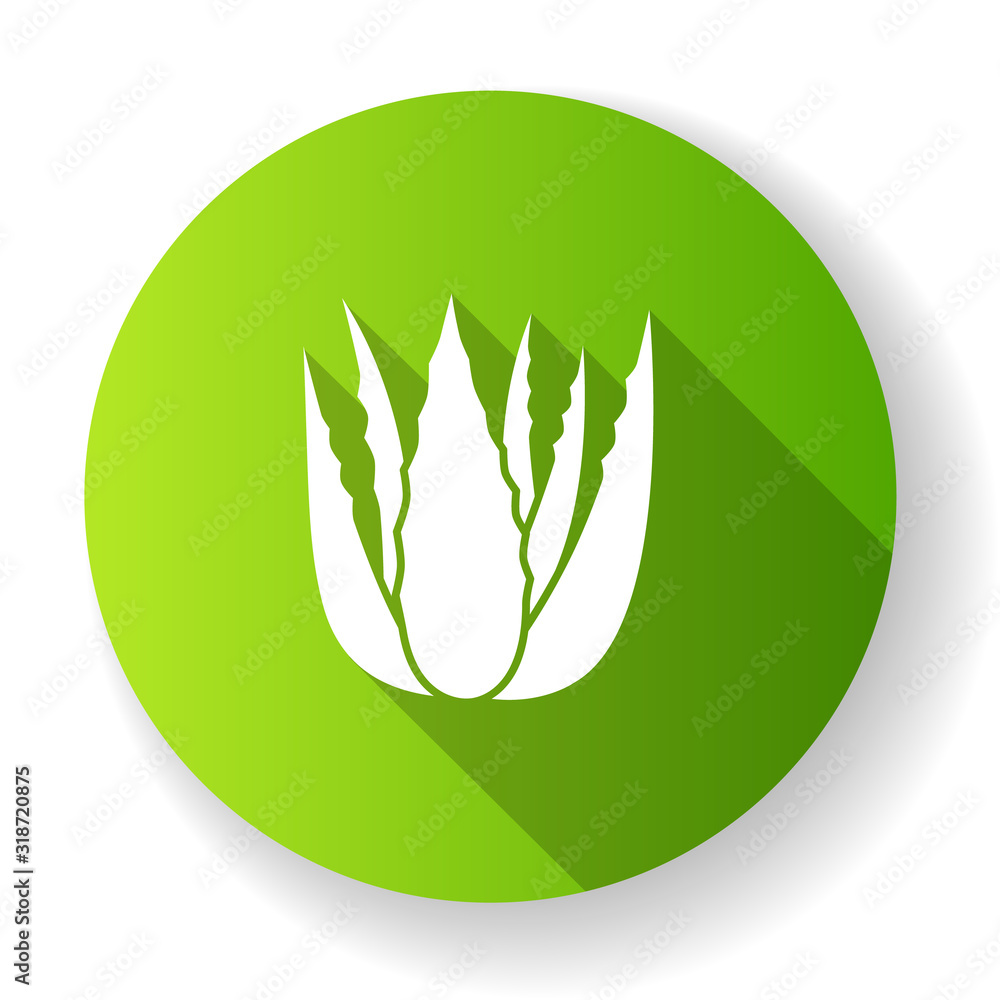 Succulent sprouts green flat design long shadow glyph icon. Growing aloe vera. Cactus leafs and medicinal herb. Decorative plant. Ingredient for vegan cosmetic. Silhouette RGB color illustration Succulent sprouts green flat design long shadow glyph icon. Growing aloe vera. Cactus leafs and medicinal herb. Decorative plant. Ingredient for vegan cosmetic. Silhouette RGB color illustration