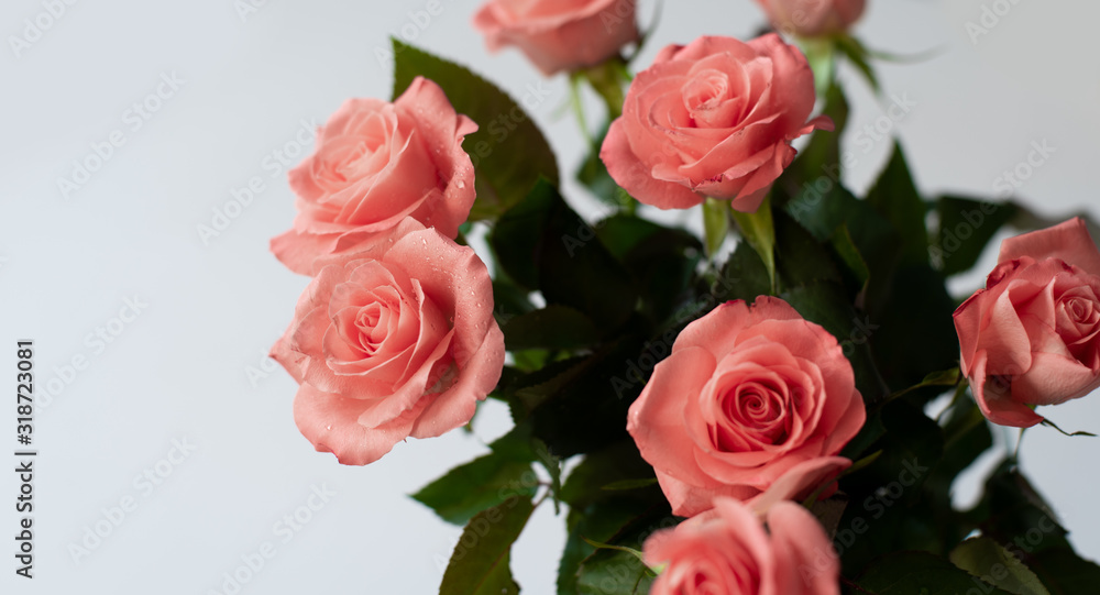 Pink roses boquet on white background, spring greeting card or banner background Pink roses boquet on white background, spring greeting card or banner background