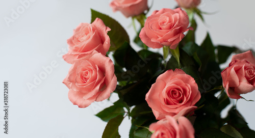 Pink roses boquet on white background, spring greeting card or banner background