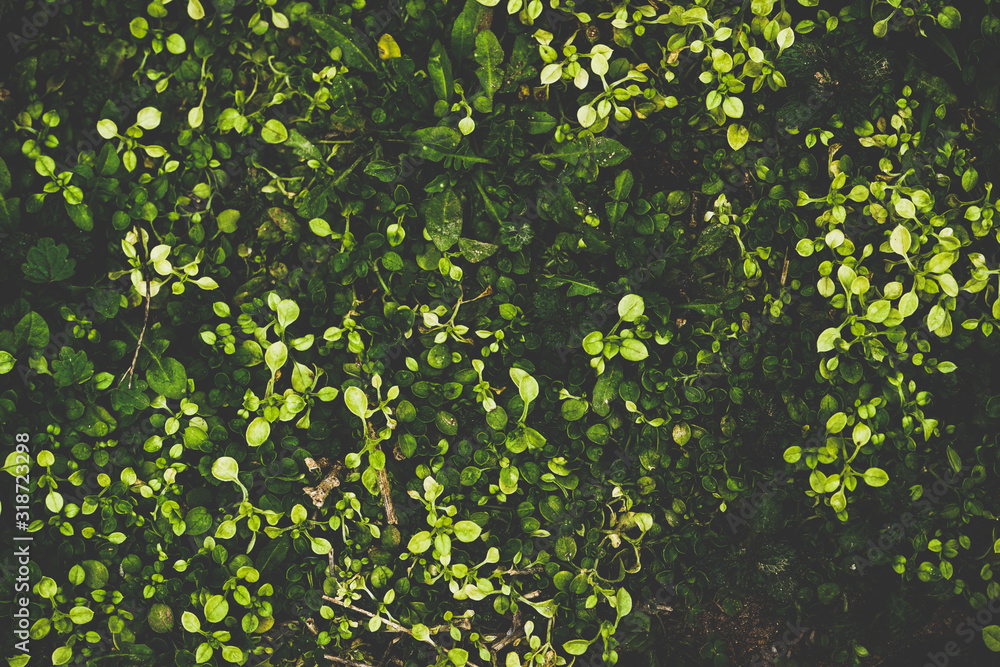 Organic leaves texture in green tones Organic leaves texture in green tones