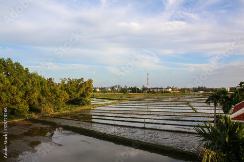 Fototapeta Naklejka Na Ścianę i Meble -  Beautiful rice fields in Hoi An Vietnam