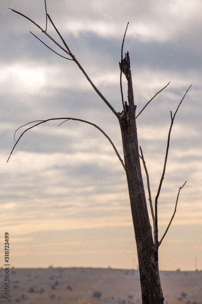 Obraz premium The remains in the Dragoman swamp in Bulgaria after the bush fire. Burned vegetation after fire caused by the heat. Ecological disaster. Climate changes. Hot weather and climate changes caused fire.