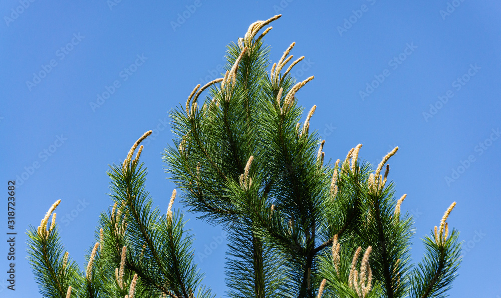 Young shoots on top of Austrian pine (Pinus nigra) or black pine pine. Bright long shoots on blue sky background. Natural flower landscape, fresh wallpaper. Young shoots on top of Austrian pine (Pinus nigra) or black pine pine. Bright long shoots on blue sky background. Natural flower landscape, fresh wallpaper.