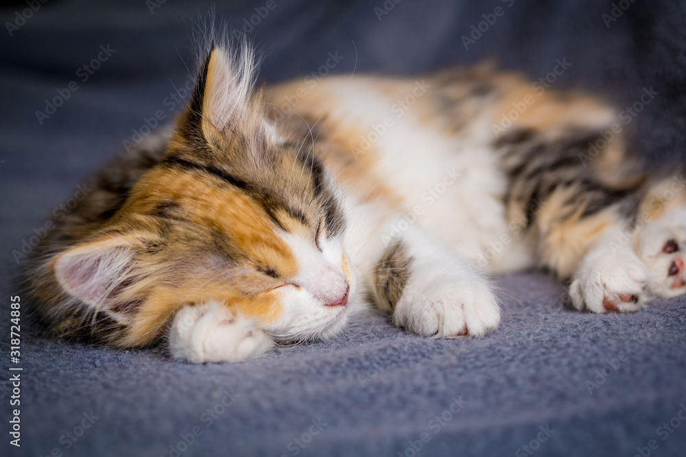 Little tricolor kitten sleeping on gray background Little tricolor kitten sleeping on gray background