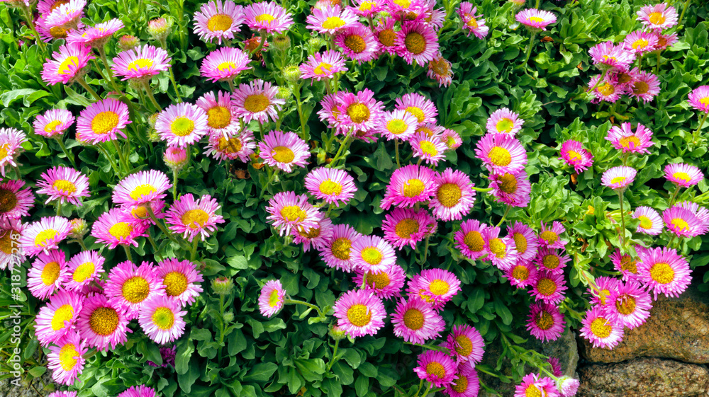 Φωτογραφία Cascade of bright pink daisy flowers on a stone wall in an English cottage garden