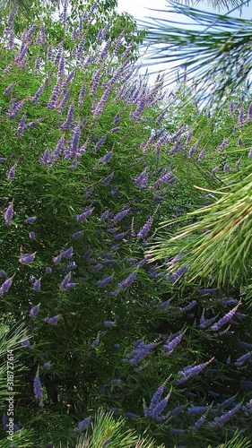 flowering shrub - lilac buddley David