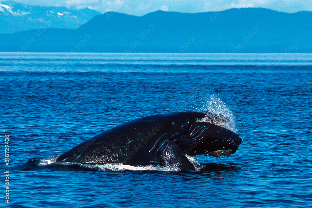 Fototapeta premium Humpback whale inflated head lunge in Alaska
