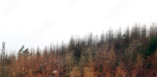 Forest of Larch trees on a slope. Copy space in the white are. View of a woodland during Winter.