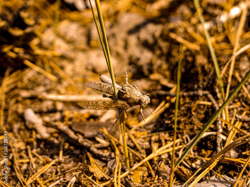 ant on a leaf