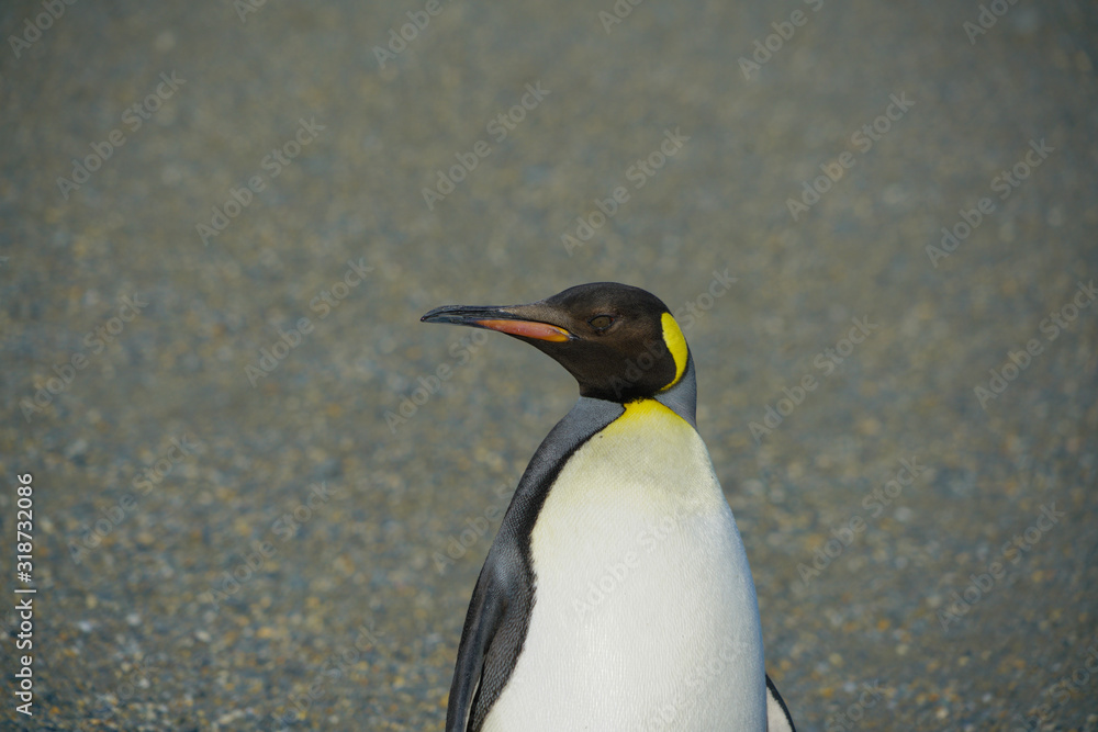 Fototapeta premium King penguin