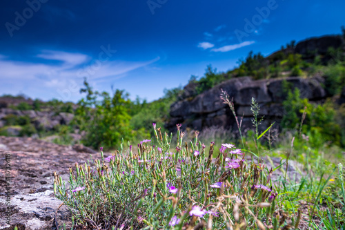 Endemic Red List plant of the South Bugh river steppe region of Ukraine. Dianthus of the South Bugh(Dianthus hypanicus) - a species of plants of the (Caryophylláceae) family. photo