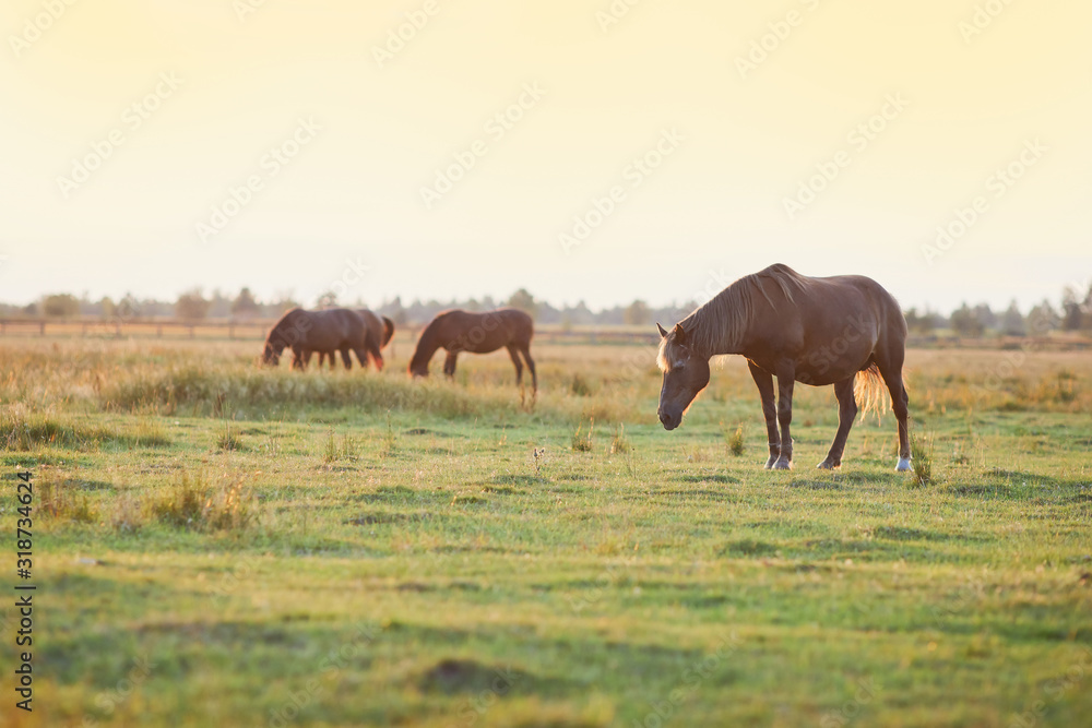 Brown horse and a foal on green pasture meadow with green grass. Brown horse and a foal on green pasture meadow with green grass.