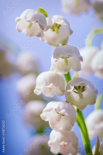 Natural nature background with blooming beautiful flowers lilies of the valley lilies-of-the-valley. Flower Spring Lily of the Valley Background Vertical Close-up. Lily of the valley. 