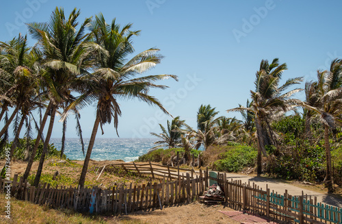 Fototapeta Naklejka Na Ścianę i Meble -  Palmier plage les Saintes Guadeloupe France