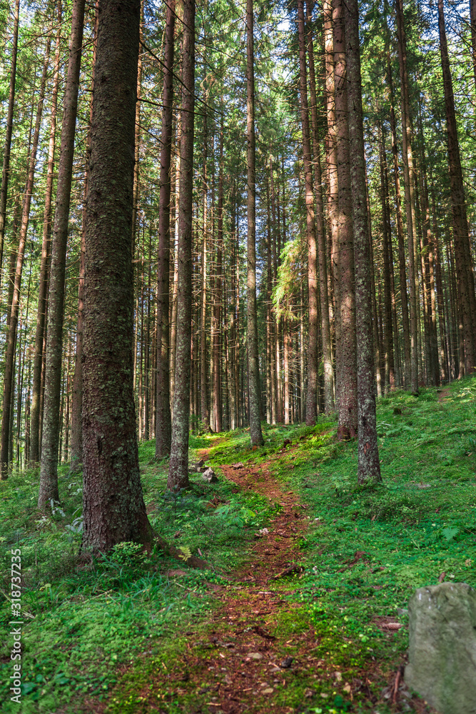 Mountain catwalk into autumn fresh forest of spruce trees. Mountain catwalk into autumn fresh forest of spruce trees.