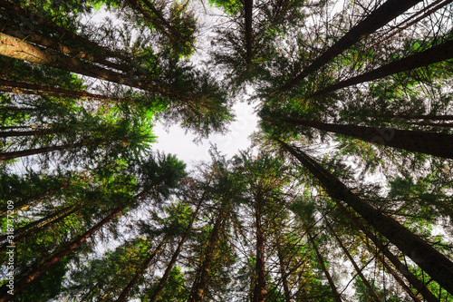 Looking up in forest on the crowns of evergreen pine trees in sunbeams.