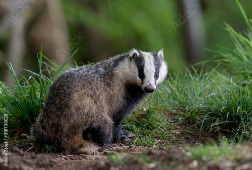 Obraz na plátne Close-Up Raccoon On Field