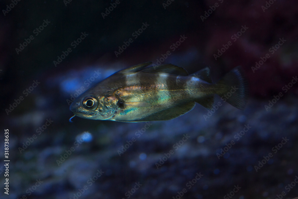 Naklejka premium Trisopterus luscus (bib, pout whiting, pout, pouting).
