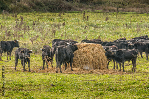 Wallpaper Mural Portuguese bulls herd in the wild - Ribatejo, Portugal Torontodigital.ca