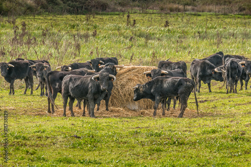 Fototapeta Naklejka Na Ścianę i Meble -  Portuguese bulls herd in the wild - Ribatejo, Portugal