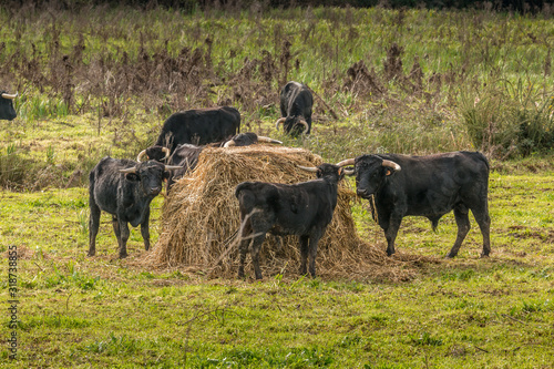 Wallpaper Mural Portuguese bulls herd in the wild - Ribatejo, Portugal Torontodigital.ca