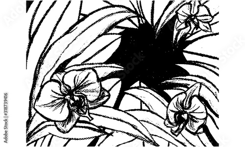Orquídeas a blanco y negro en Vector