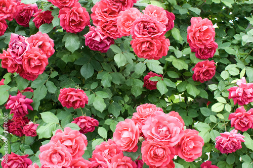 Close up shot of a red rose bush