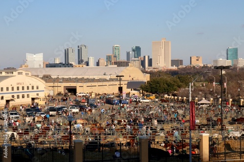 Stampa su tela Bustling grounds of the stock show and rodeo in Fort Worth with the city's skyli