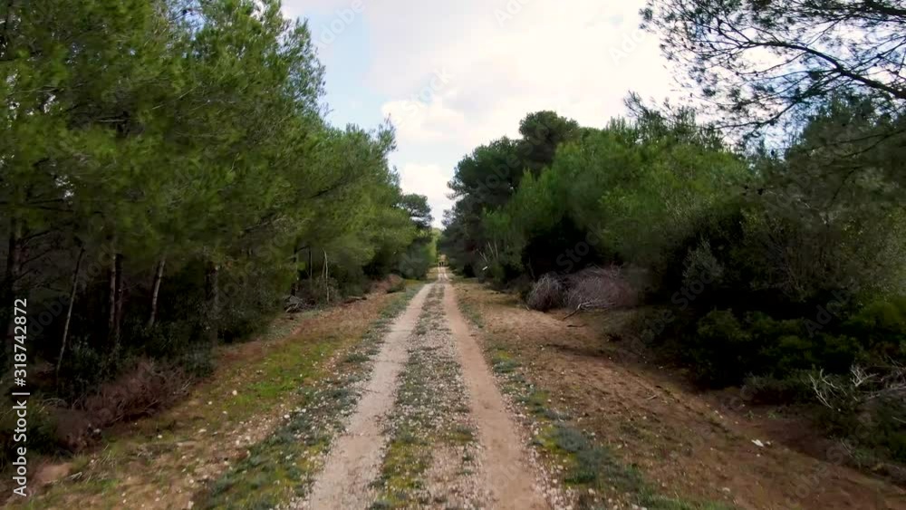 Pino di Lenne, a natural pine forest, aerial view Pino di Lenne, a natural pine forest, aerial view