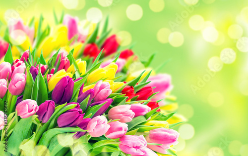 Fototapeta Naklejka Na Ścianę i Meble -  Tulip Flowers Fresh spring bouquet nature background