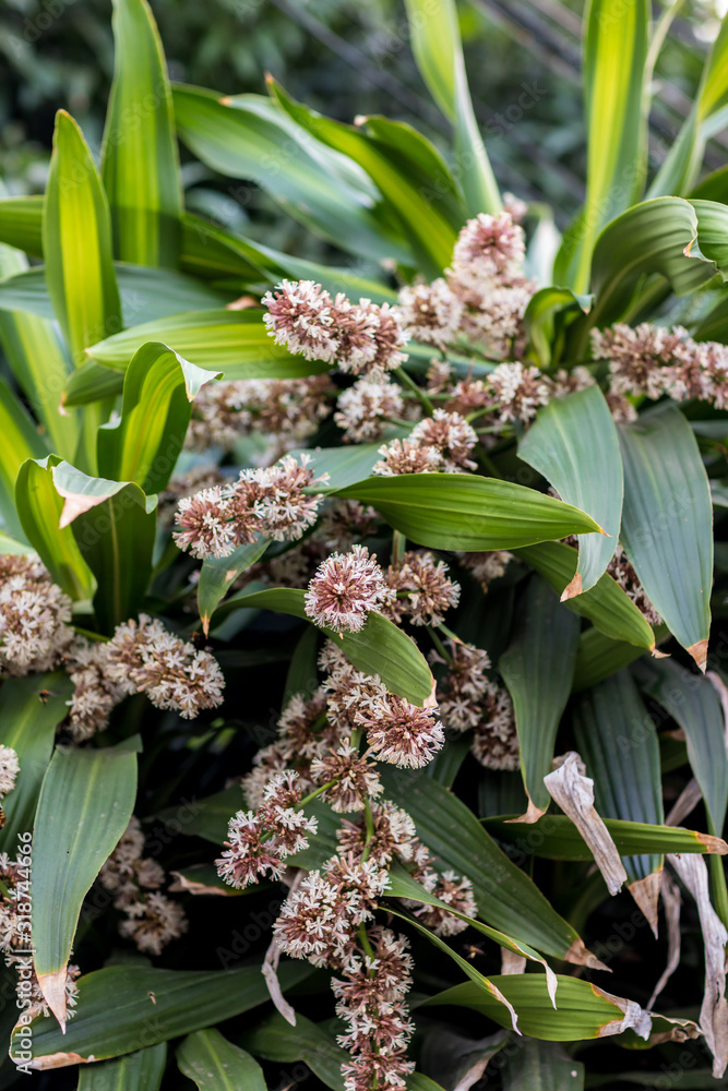 Obraz premium Bouquet of Queen of Dracaenas flower (Dracaena goldieana) with blurred green leaves background. Dracaena fragrans is a small to medium-sized perennial with beautiful leaves at the time of flowering.