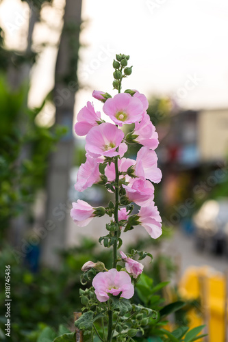 Beautiful hollyhock flower in garden. Pink malva Silvestris. Mallow. Vervain mallow or hollyhock mallow in summer. Hollyhock flower blossoms in the park, Luannan County, Hebei Province, China