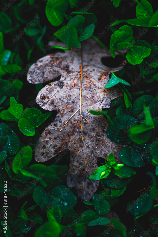 Decaying Leaf in green grass or clovers