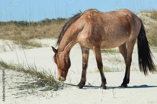 Wild horse on Cumberland Island