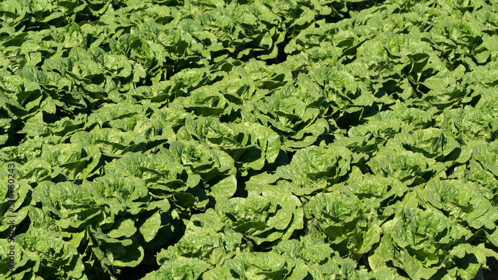 Diagonal rows of romaine lettuce in field - Arizona Diagonal rows of romaine lettuce in field - Arizona