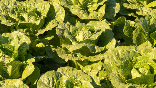 Heads romaine lettuce in field ready for harvest - Yuma Arizona