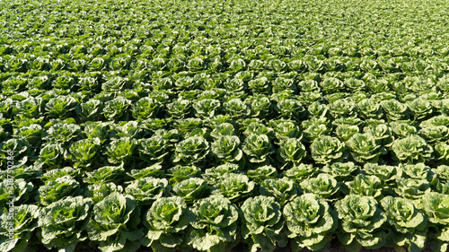 Foto Horizontal rows of romaine lettuce in field - Arizona