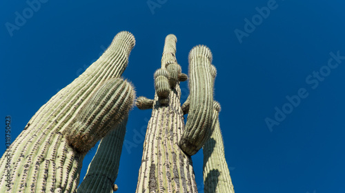 Low angle of Tall saguaro cactus in Sonora Desert - Arizona